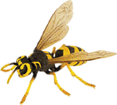 insecto